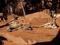 Lazy kangaroos 4